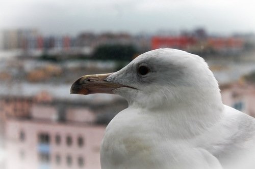 в профиль