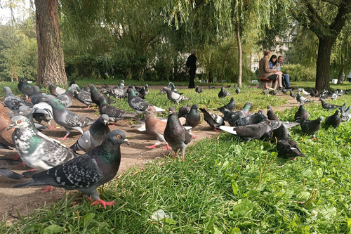 стая