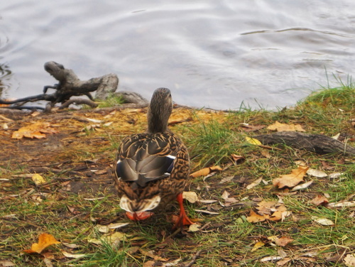 утка в осени