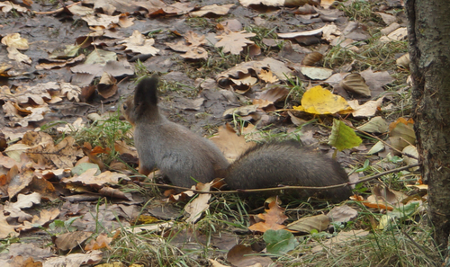 белка в осени