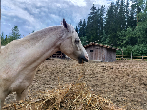 деревенская пастораль