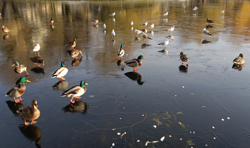 на тонком льду