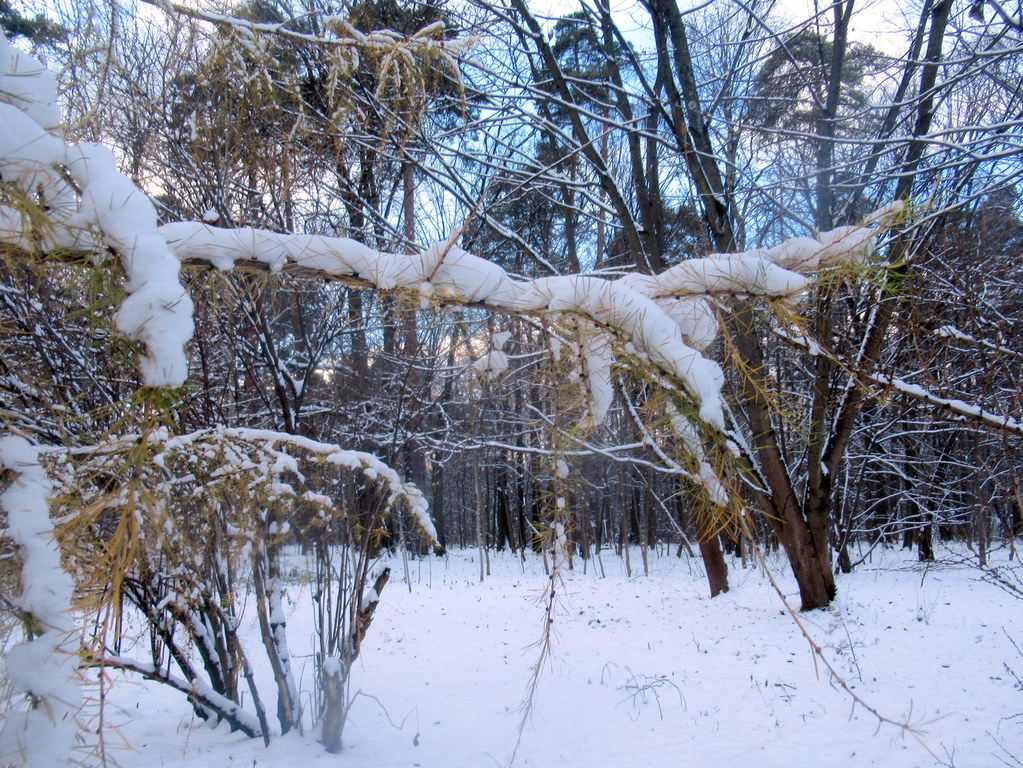 лапа лиственницы