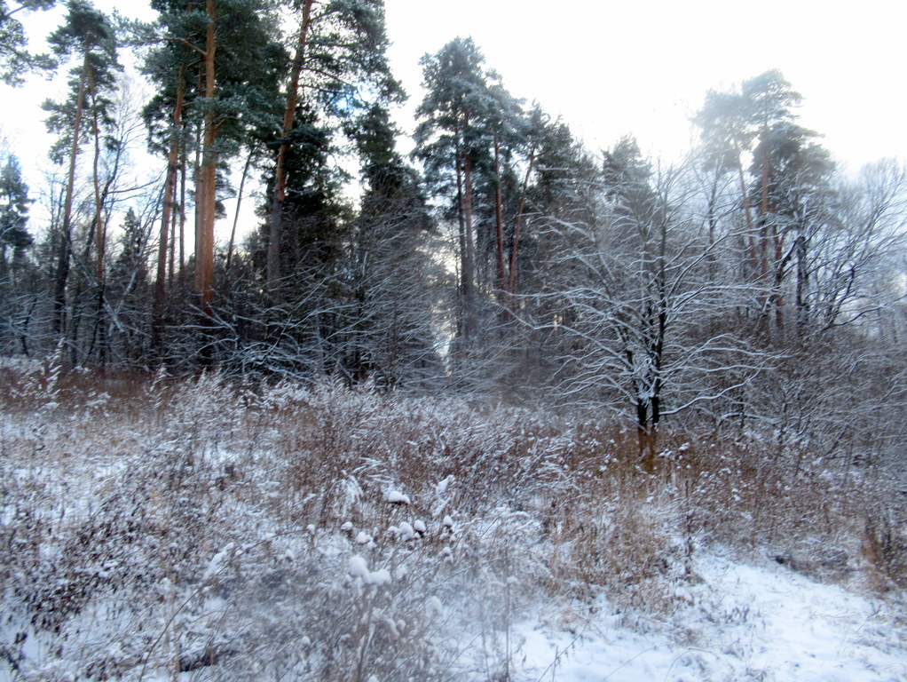 зима началась 16 ноября