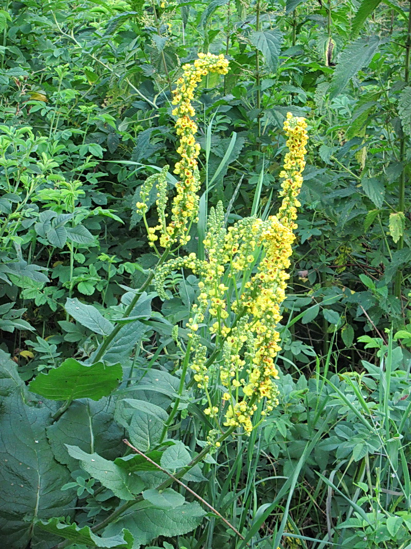 Фото коровяк черный