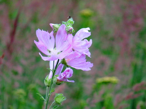 Просвирник или мальва лесная, Malva sylvestris