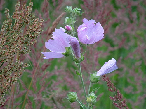 Просвирник или мальва лесная Malva sylvestris