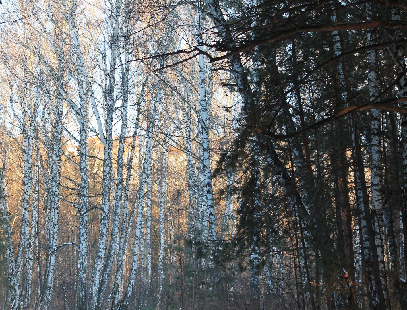 Экопарк бабеево