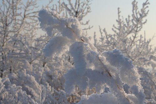 Морозный день