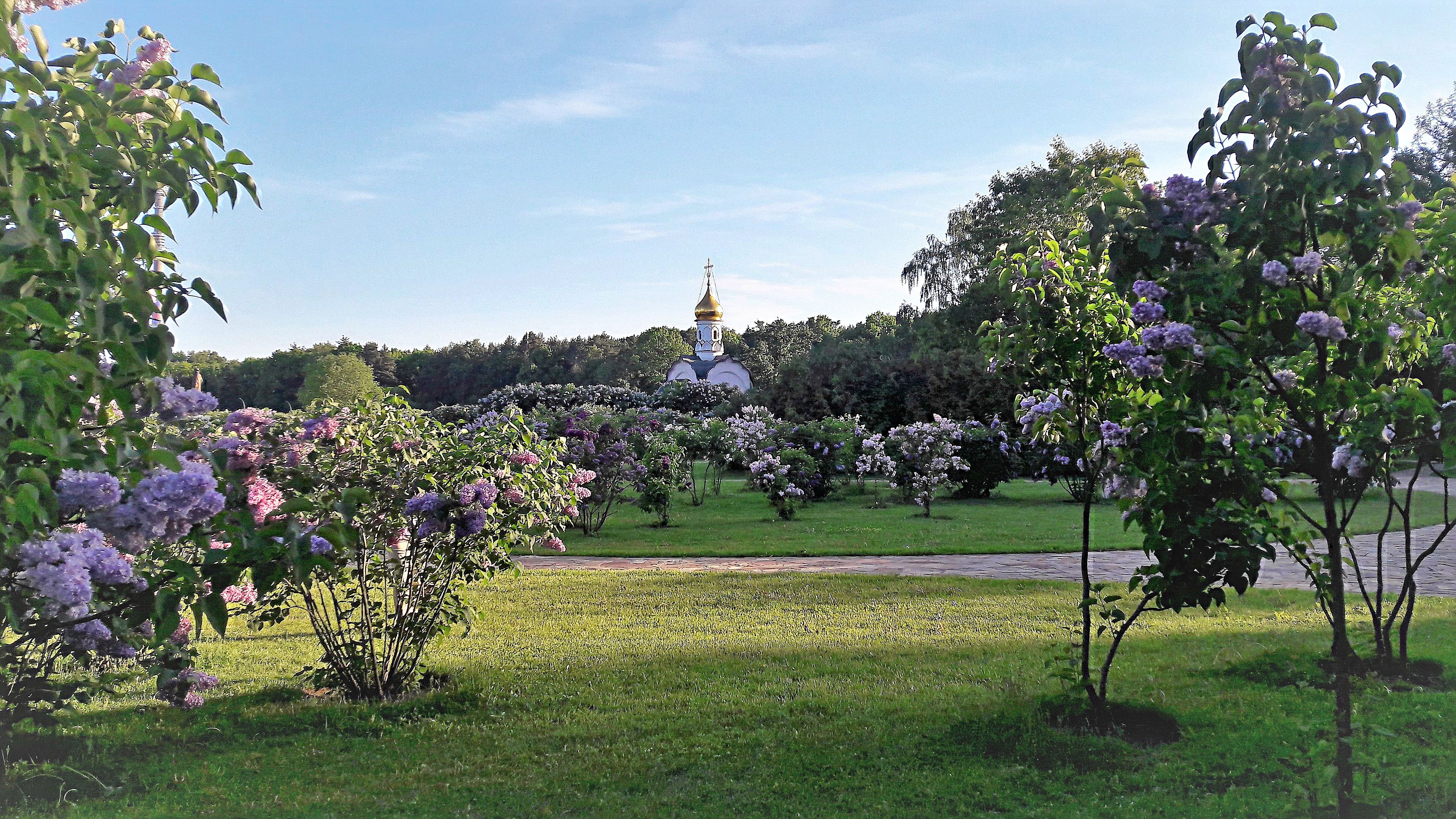 Сирень в Ботаническом саду Москва