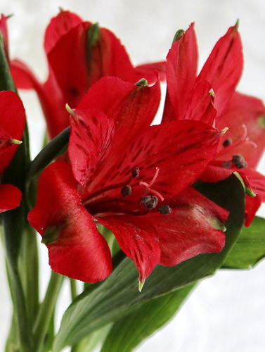 красный цветок альстромерии