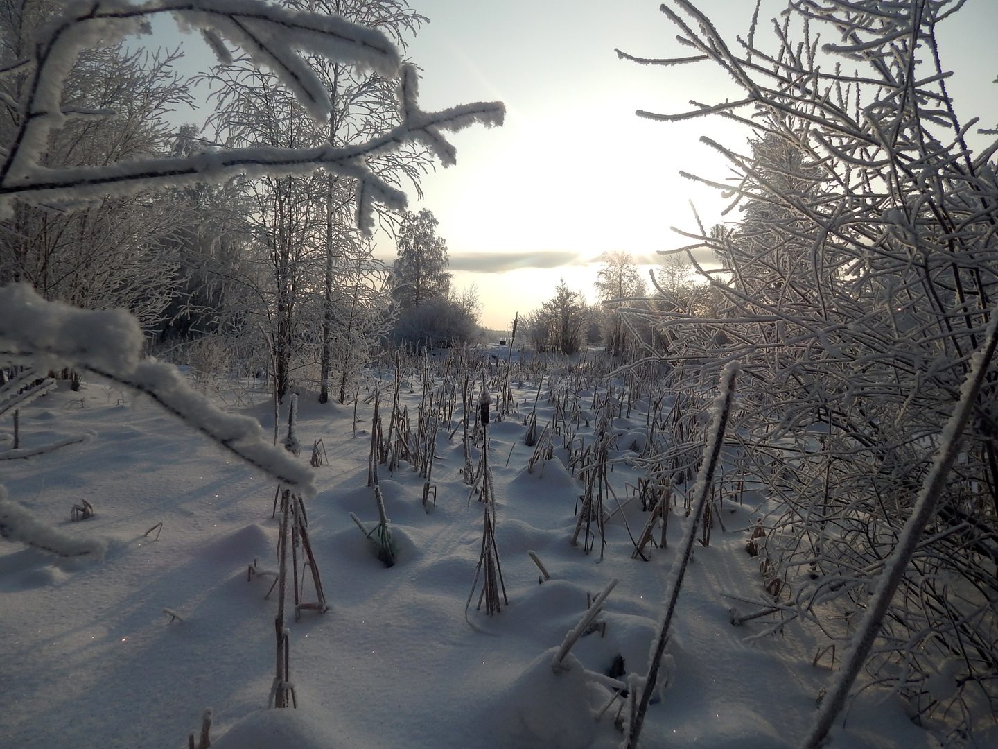 сообщество снега. деревья в снегу на площади. белое белое но снег не похоже. фотография дерева зимой улицы. сообщество снега.