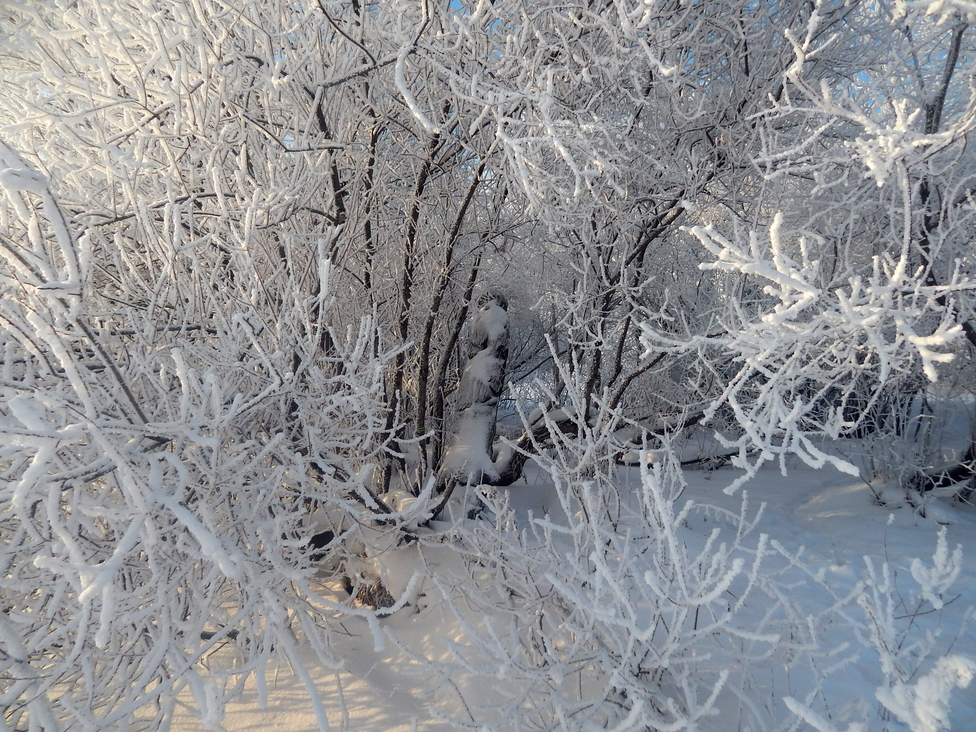 сообщество снега. фото дерева зимой в городе. сообщество снега. дерево на улице зимой. сообщество снега.