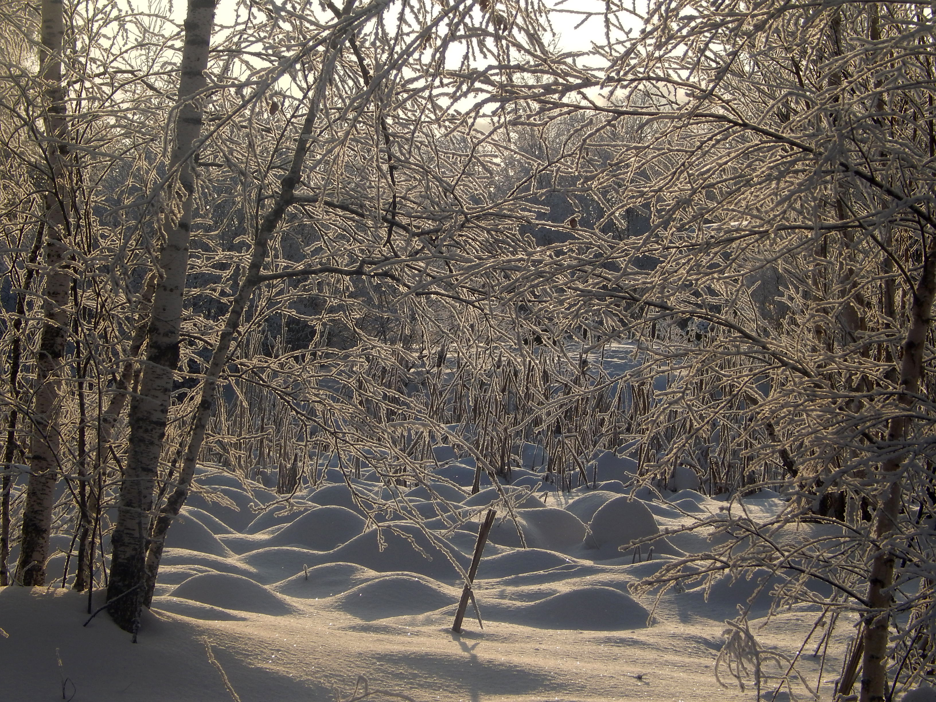 сообщество снега.