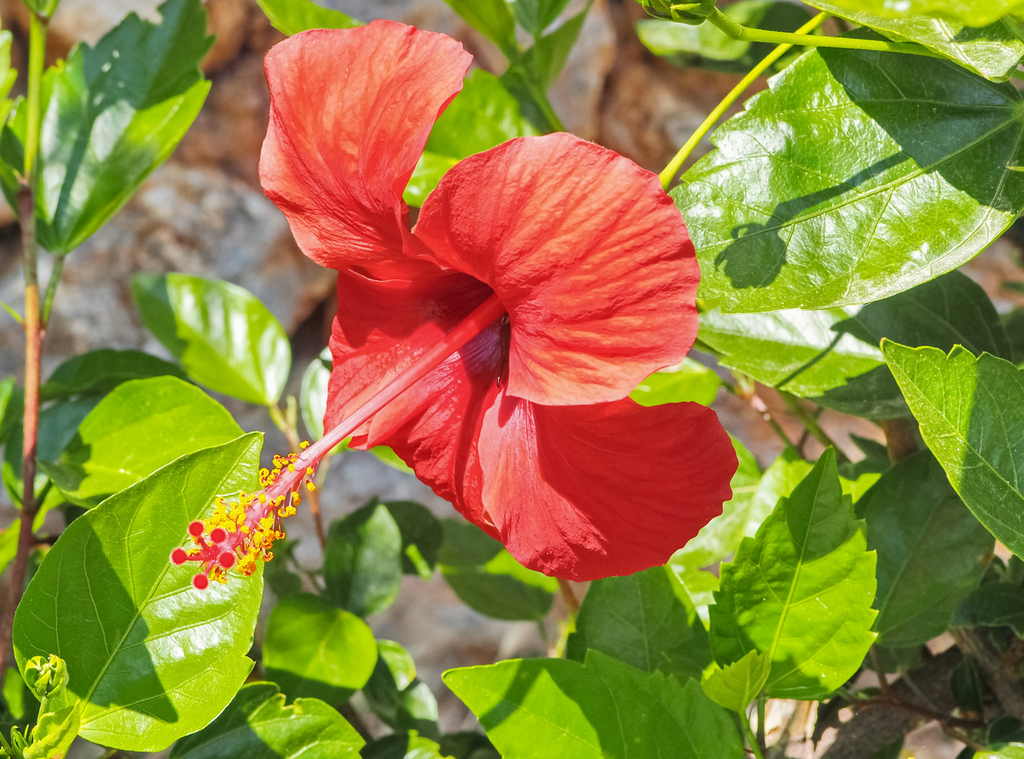 Гибискус Hibiscus Moorea Antonia