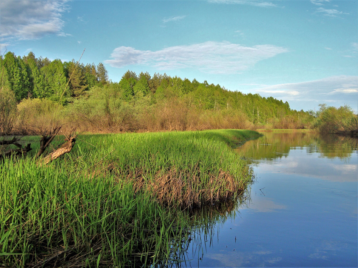 Река нея история. Река ея. Река Кобра в Кировской области фото. Нея летом. Хованей река.