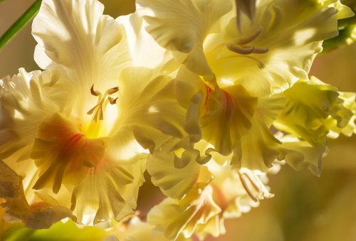 Гладиолусы