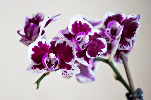 Мини орхидея