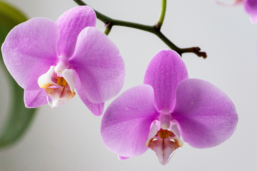 Нежная орхидея