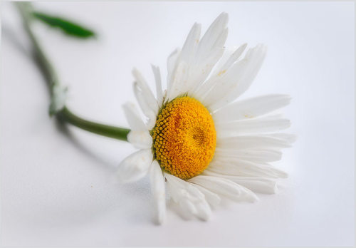 Очаровательная блондинка