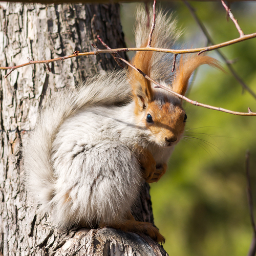 В весенней шубке