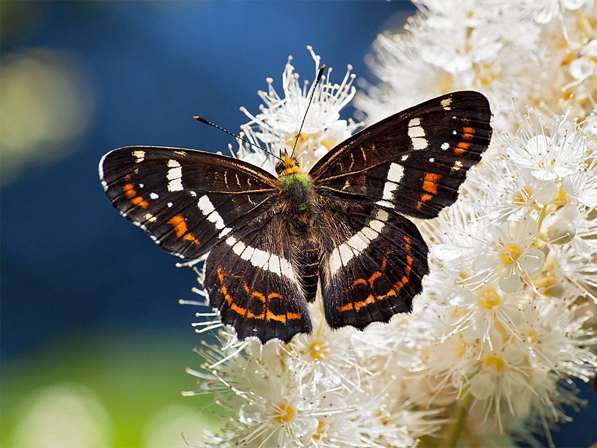 Махаон бабочка черный Приморский край