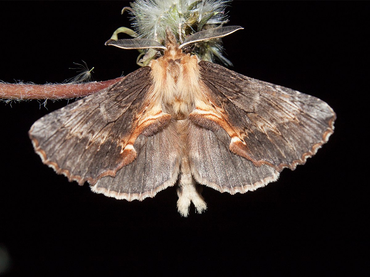 Мэлори Нокс ночная бабочка