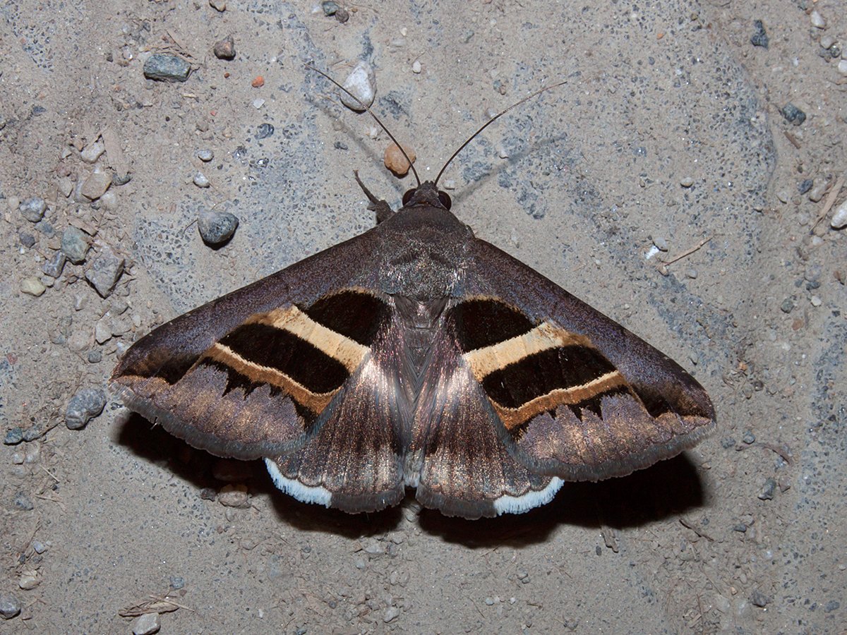 Совковидка глазчатая ночная бабочка