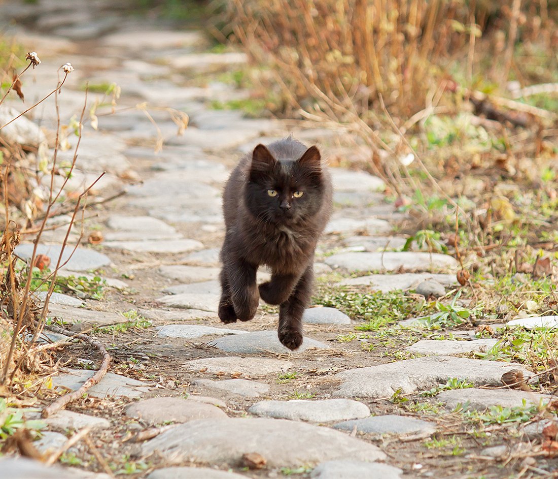 Кот черныш фото