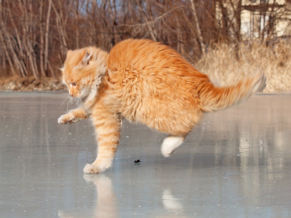 Кот скользит на льду