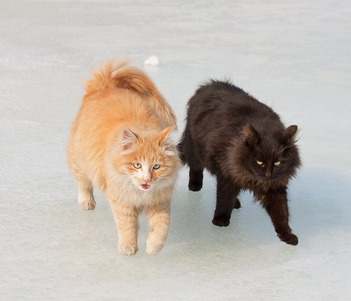 Сонник Соседский Кот