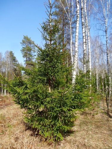 Весна в лесу