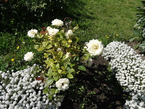 Кустик белых роз