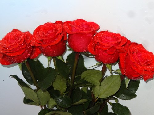Алые розы любви