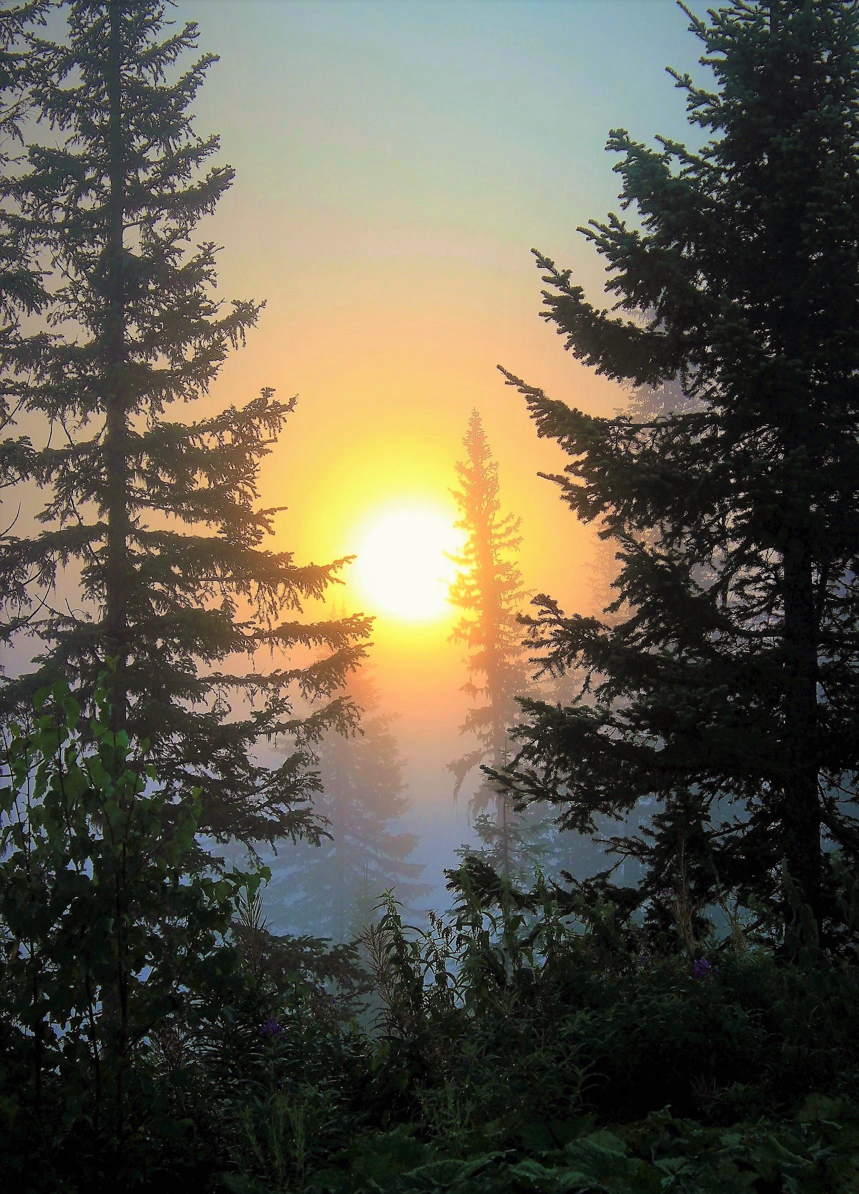 Фото восход солнца в лесу