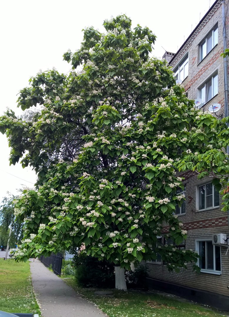 Деревья в краснодарском крае фото