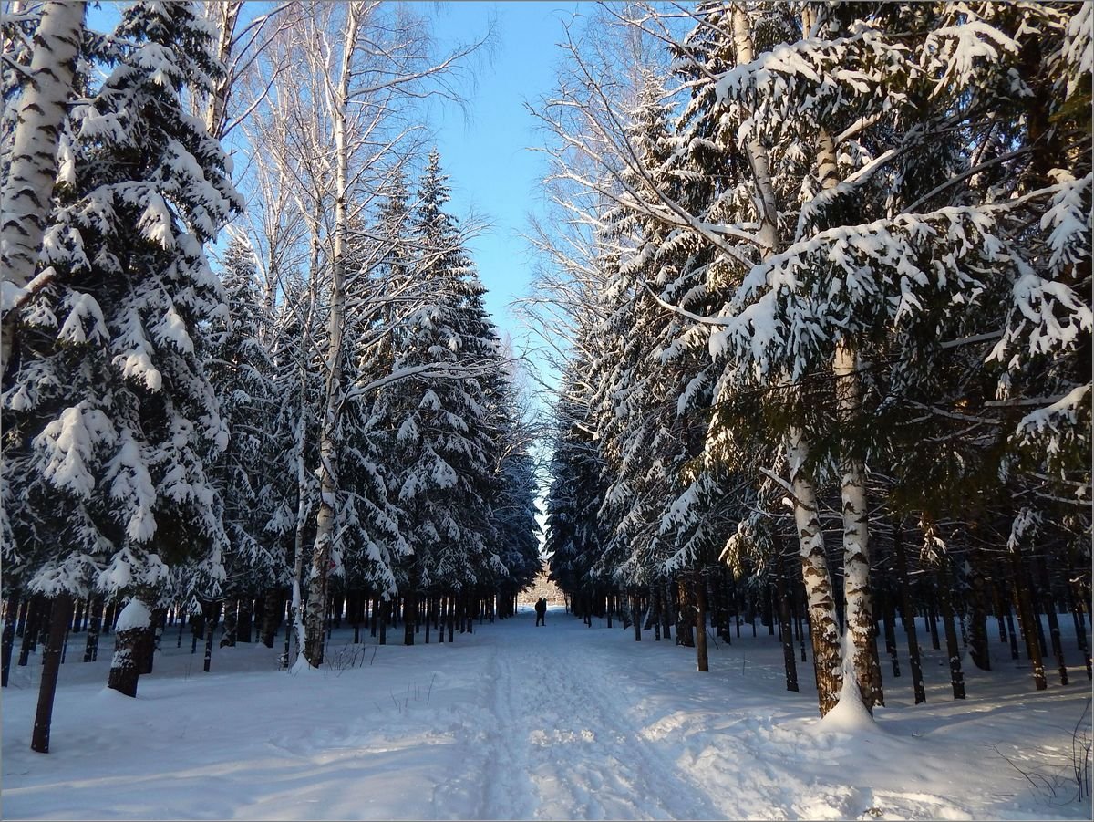 Лесная сказка Белгородская область зима