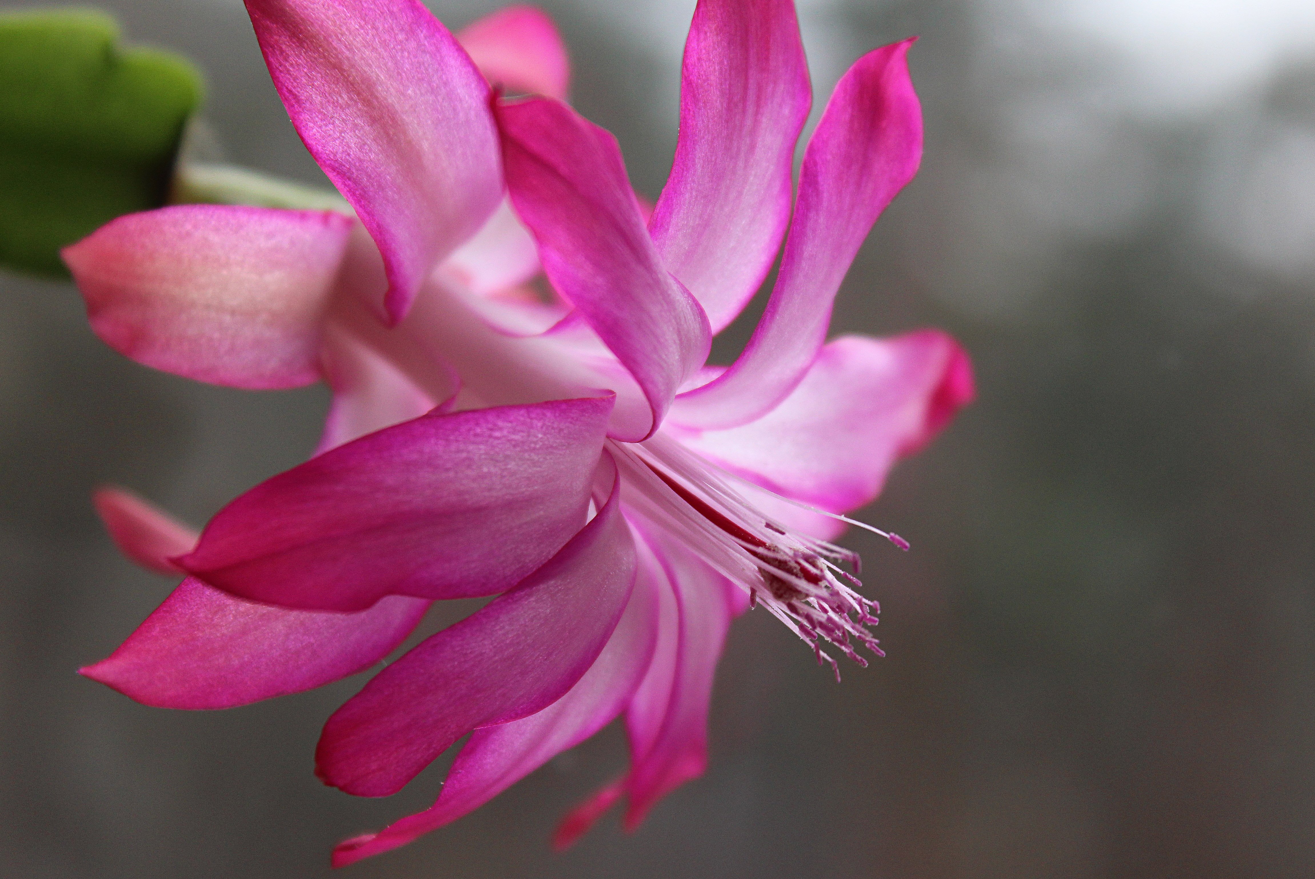 Розовый декабрист цветок фото