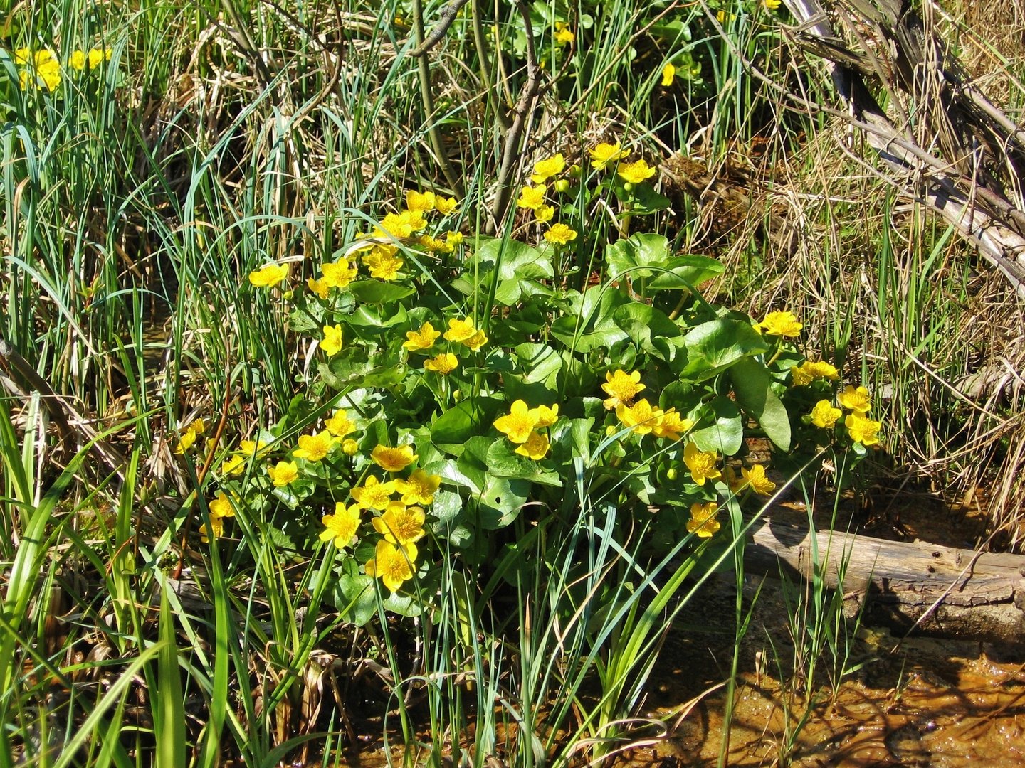 Калужница Болотная “Auenwald”