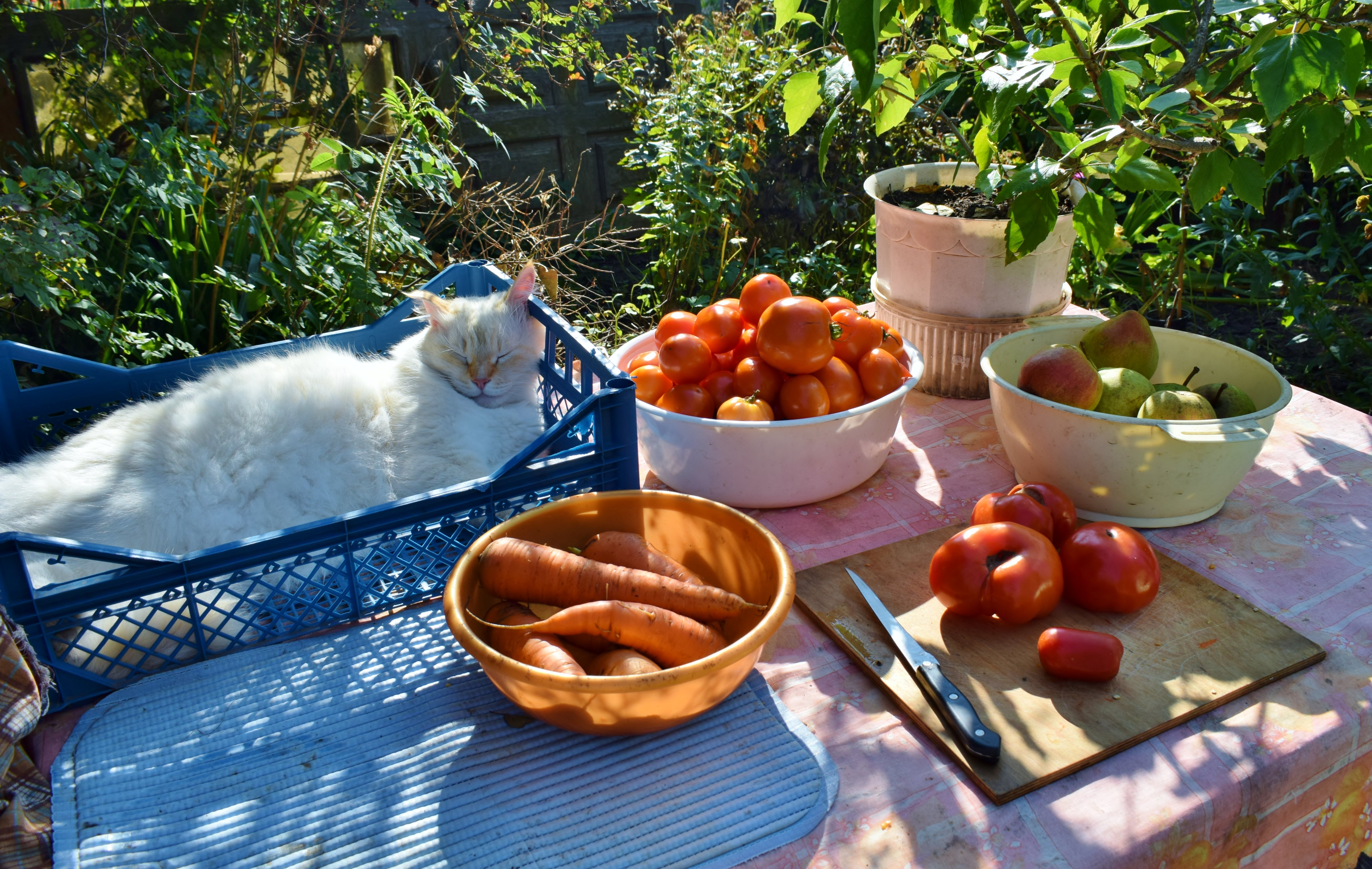 Кот на даче овощи