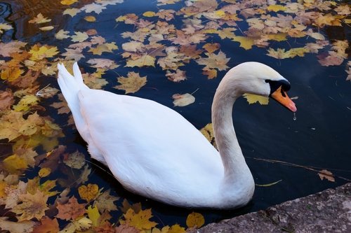 Белый лебедь Лопатинского сада