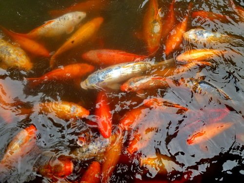 А это китайские откормленные золотые рыбки
