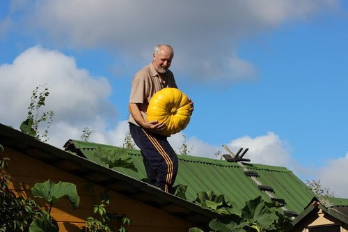 Урожайчик вырос на крыше