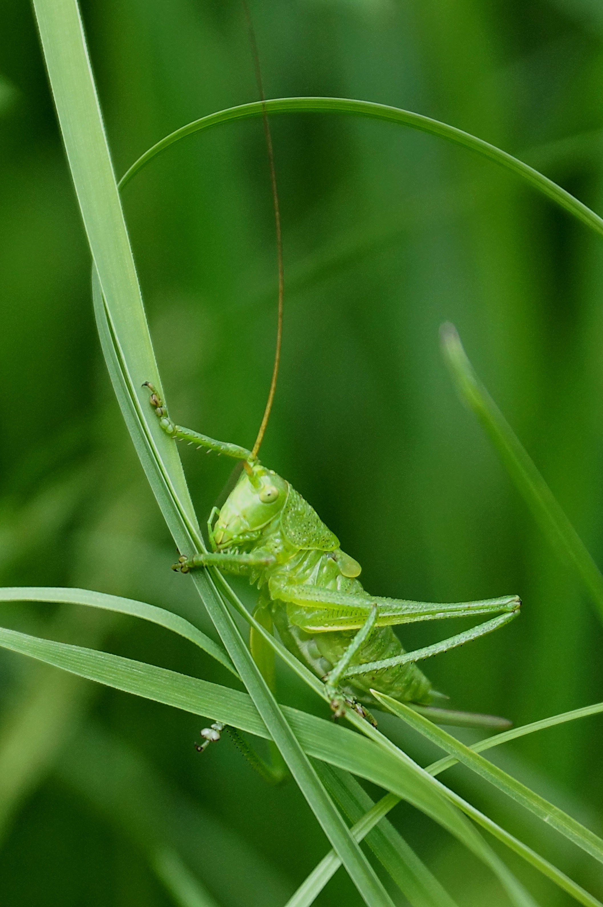 Зелененький. Tettigonia. Кузнечик картинка. Фисташковые насекомые. Фисташковый цвет насекомых.