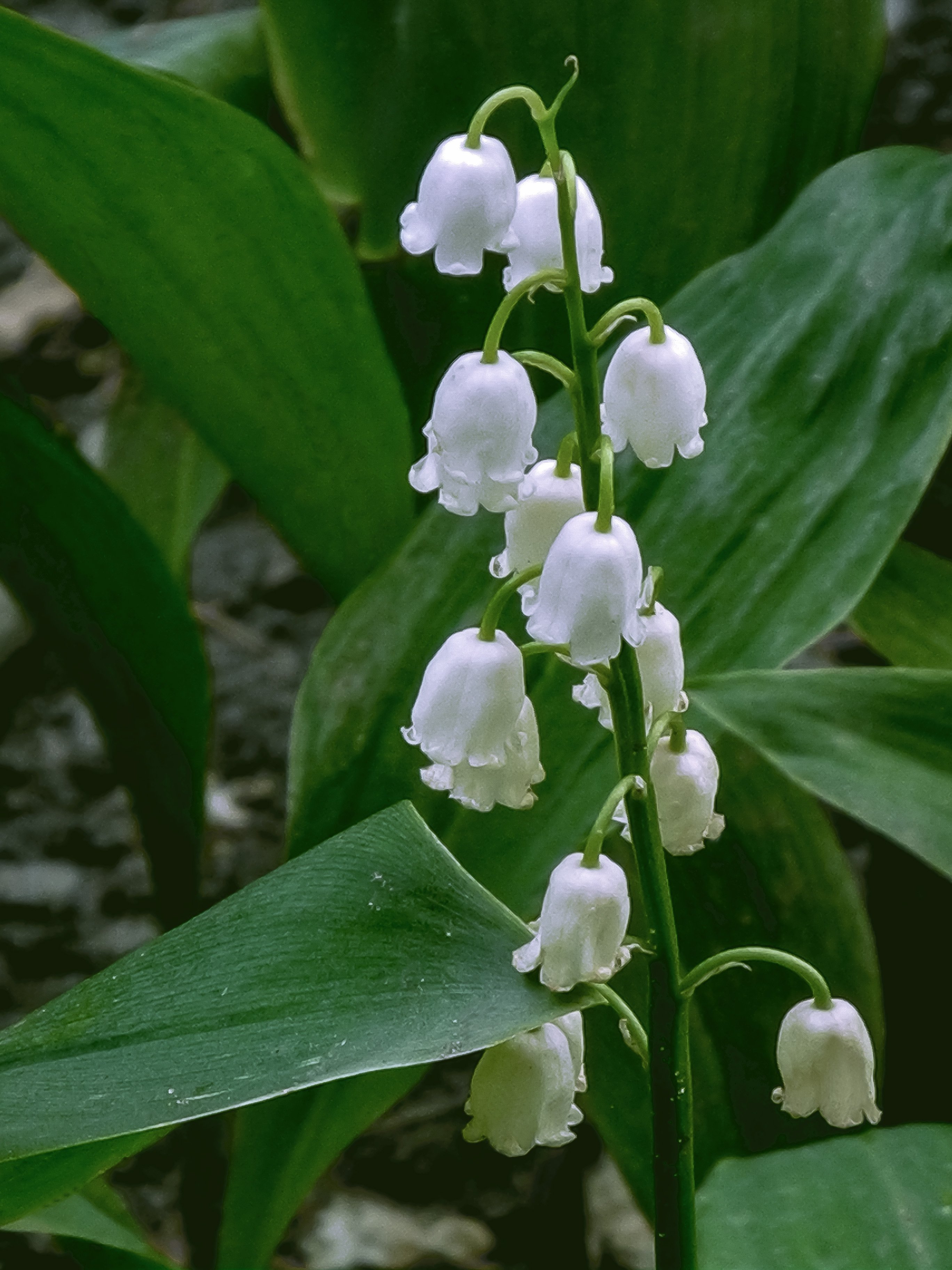 How to Grow and Care for Lily of the Valley