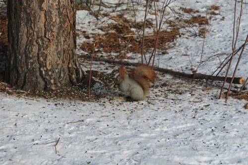 Из жизни белочек