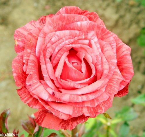 Мечтала роза о любви