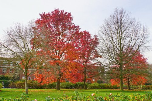 Осень в Риджентс парке