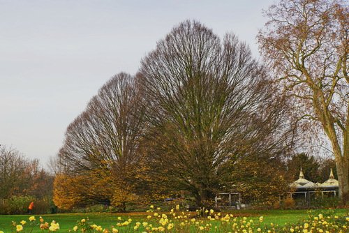 Осень в Риджентс парке