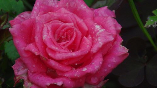роза в каплях дождя